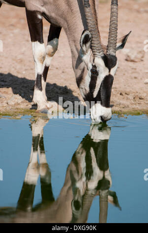 Gemsbok (Oryx gazella) bere a waterhole, Kgalagadi Parco transfrontaliero, Northern Cape, Sud Africa Foto Stock