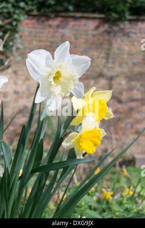 I narcisi che fiorisce in primavera in Inghilterra, Regno Unito Foto Stock