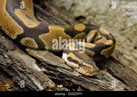 Royal Python, palla Python, (Python regius), Africa Foto Stock