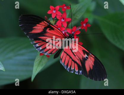 Portalettere farfalla o portalettere comune (Heliconius melpomene :), alimentando il fiore, un ibrido versionpatterned come Doris longwing Foto Stock