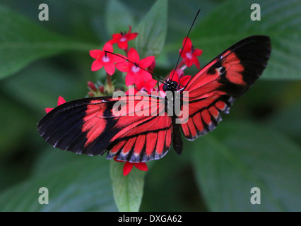 Portalettere farfalla o portalettere comune (Heliconius melpomene :), in varie forme ibride, tutte le varietà rossa, Doris longwing style Foto Stock