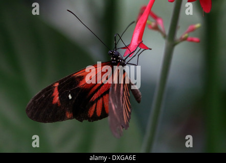 Portalettere farfalla o portalettere comune (Heliconius melpomene :), in varie forme ibride, tutte le varietà rossa, Doris longwing style Foto Stock