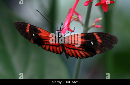 Portalettere farfalla o portalettere comune (Heliconius melpomene :), in varie forme ibride, tutte le varietà rossa, Doris longwing style Foto Stock