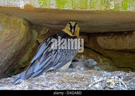 Gipeto, con giovani, a nido (Gypaetus barbatus) Foto Stock