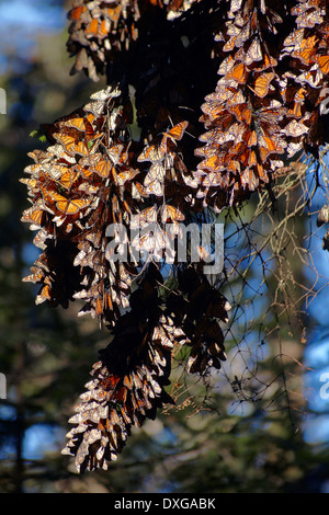 America, Messico, dello stato di Michoacán, Ocampo village, Sierra Chincua, farfalla monarca santuario Foto Stock