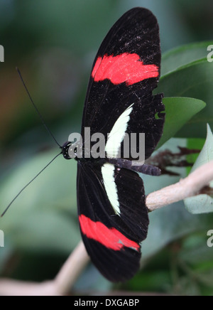 Portalettere farfalla o portalettere comune (Heliconius melpomene :), 20 immagini in varie forme ibride Foto Stock