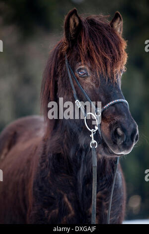 Nero cavallo islandese, castrazione, Austria Foto Stock