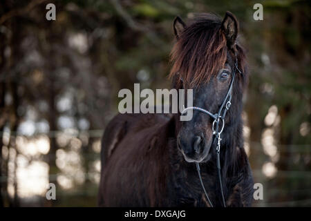 Nero cavallo islandese, castrazione, Austria Foto Stock