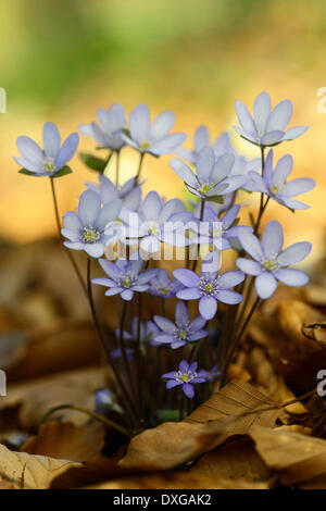 Hepatica, Liverleaf o Liverwort (Hepatica nobilis), Jakobsberg Riserva Naturale, Nord Reno-Westfalia, Germania Foto Stock