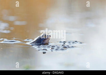 Moor Frog (Rana arvalis), regione di Emsland, Bassa Sassonia, Germania Foto Stock