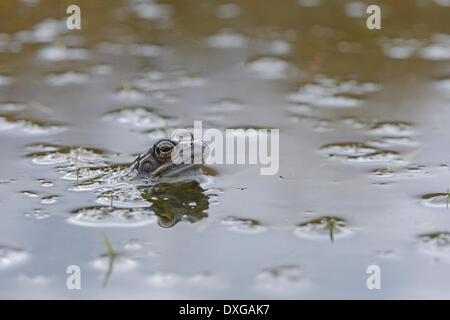 Moor Frog (Rana arvalis), regione di Emsland, Bassa Sassonia, Germania Foto Stock