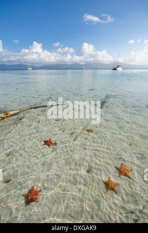 Stella di mare nelle acque cristalline della Cayos Los Grullos isola, isole San Blas, Panama Foto Stock