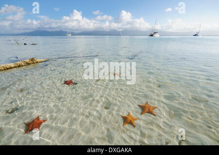 Stella di mare nelle acque cristalline della Cayos Los Grullos isola, isole San Blas, Panama Foto Stock