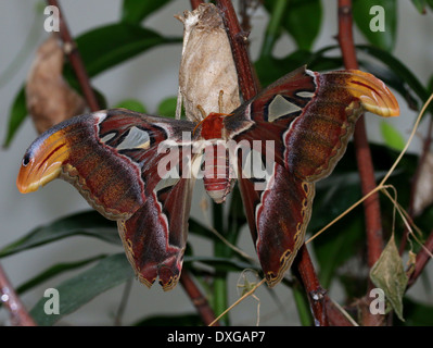 Atlas moth (Attacus atlas) close-up, appeso sospeso dalla sua pupa o bozzolo Foto Stock