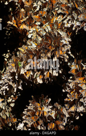 America, Messico, dello stato di Michoacán, Ocampo village, Sierra Chincua, farfalla monarca santuario Foto Stock