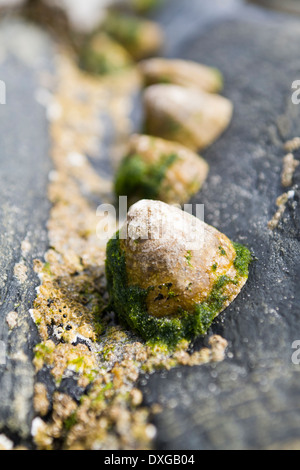 Patelle e cirripedi su nero roccia metamorfica, isola di Islay, Ebridi Interne, Scozia Foto Stock