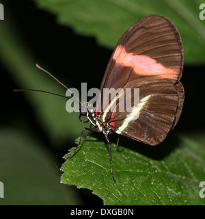 Portalettere farfalla o portalettere comune (Heliconius melpomene :), 20 immagini in varie forme ibride Foto Stock