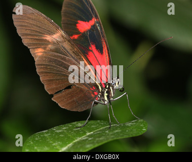Portalettere farfalla o portalettere comune (Heliconius melpomene :), tutti rossi ibrido, ali aperto a metà Foto Stock