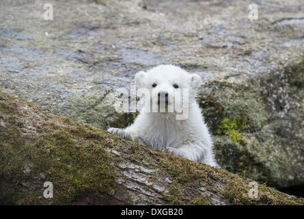 Orso polare (Ursus maritimus), giovane, circa 3 mesi, Zoo di Hellabrunn, Monaco di Baviera, Baviera, Baviera, Germania Foto Stock