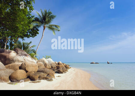 Spiaggia con palme, Lamai Beach, Koh Samui, Thailandia Foto Stock