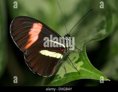 Portalettere farfalla o portalettere comune (Heliconius melpomene :), 20 immagini in varie forme ibride, ali chiuso Foto Stock
