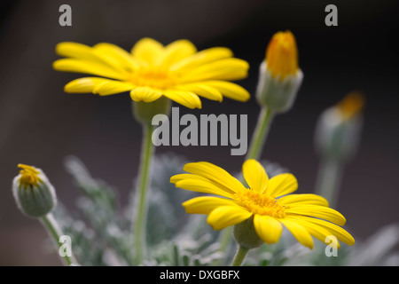 Boccola gialla Daisy (Euryops pectinatus), Sud Africa Foto Stock