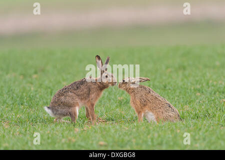 Lepre (Lepus europaeus), Austria superiore, Austria Foto Stock