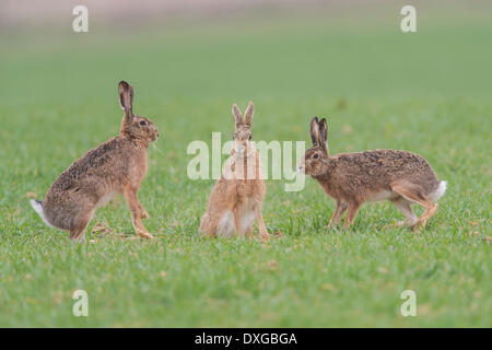 Lepre (Lepus europaeus), Austria superiore, Austria Foto Stock