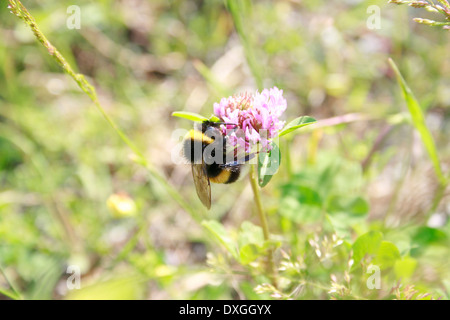 Bumblebee seduto su un fiore di trifoglio Foto Stock