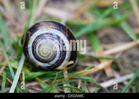 Dark-Lipped nastrare lumaca (Cepaea nemoralis), isola di Islay, Scozia Foto Stock