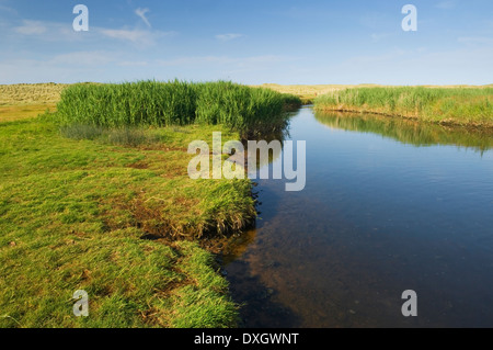 Le acque di Philorth Riserva naturale nei pressi di Fraserburgh, Aberdeenshire, Scotland, Regno Unito. Foto Stock