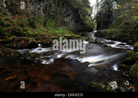 Autunno River Twiss, Ingleton Waterfalls Trail, Ingleton village, Yorkshire Dales National Park, England, Regno Unito Foto Stock