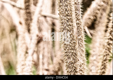 Dettaglio delle masse di piccole coccolone spine taglienti e spine su steli di rose selvatiche come un file grattata, Rosa rugosa, dolorose come aghi appuntiti Foto Stock