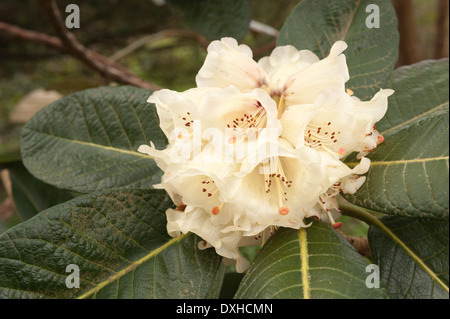 Abbondante di masse di grandi dimensioni Delicate blossom color crema pallido e bianco fiori di rododendro Foto Stock