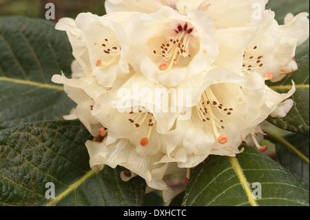 Abbondante di masse di grandi dimensioni Delicate blossom color crema pallido e bianco fiori di rododendro Foto Stock