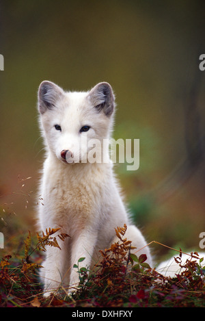 Arctic Fox (Vulpes vulpes lagopus) Foto Stock