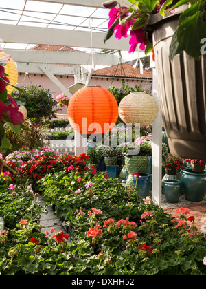 Giardini nativi fioraio in Boca Grande, FL, Stati Uniti d'America Foto Stock