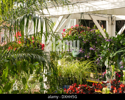 Giardini nativi fioraio in Boca Grande, FL, Stati Uniti d'America Foto Stock