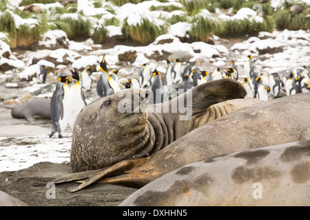 Grandi bull Elefante marino del sud; Mirounga leonina, a oro Harbour, Georgia del Sud, l'Antartide, in una King colonia di pinguini. Foto Stock