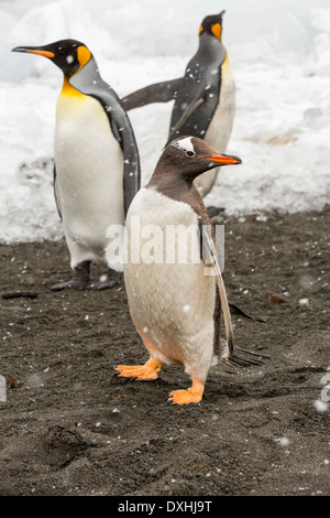 Gentoo e re pinguini; Pygoscelis papua a Gold Harbour, Georgia del Sud, l'Antartide. Foto Stock