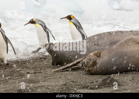 Grandi bull Elefante marino del sud; Mirounga leonina, a oro Harbour, Georgia del Sud, l'Antartide, in una King colonia di pinguini. Foto Stock