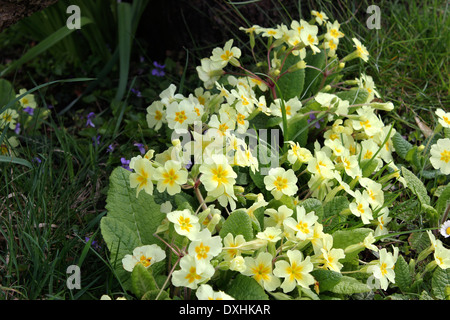 Primule e viole fioritura in primavera Foto Stock