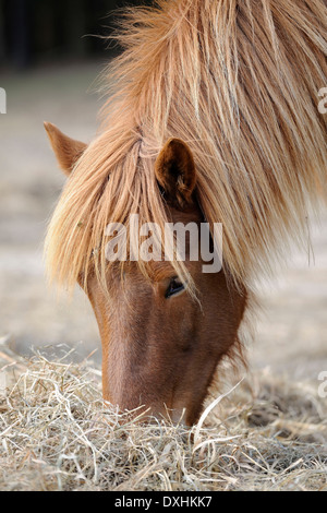 Cavallo islandese fieno di alimentazione Foto Stock