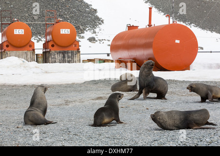 Antartico le foche alla base Orcadas che è un argentino stazione scientifica in Antartide Foto Stock