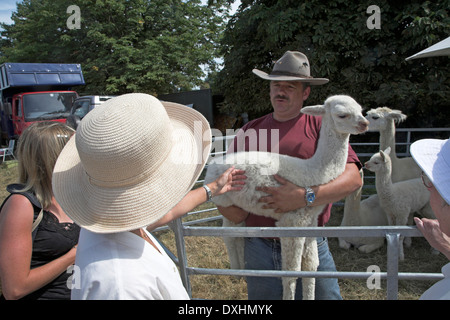 White baby llama sul display detenute dal custode maschio ad estate fete a Butley, Suffolk, Inghilterra Foto Stock