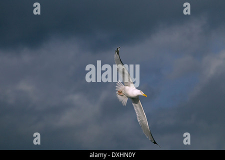 Aringhe Gulls Larus argentatus in volo contro un cielo tempestoso sopra il Mare del Nord Norfolk Foto Stock