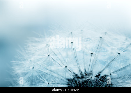 Ripresa macro di fiori di dente di leone Foto Stock