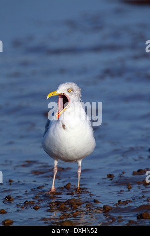 Herring Gull Larus argentatus sbadigli Norfolk Foto Stock