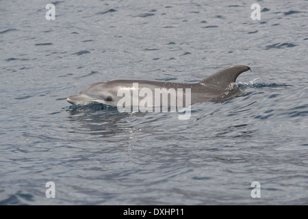 Comune di delfini Bottlenose (Tursiops truncatus) animale adulto di riporto. La Gomera, isole Canarie, Oceano Atlantico. Foto Stock