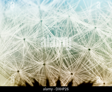 Ripresa macro di fiori di dente di leone Foto Stock